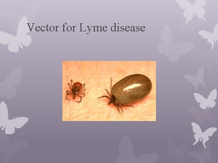 Vector for Lyme disease 