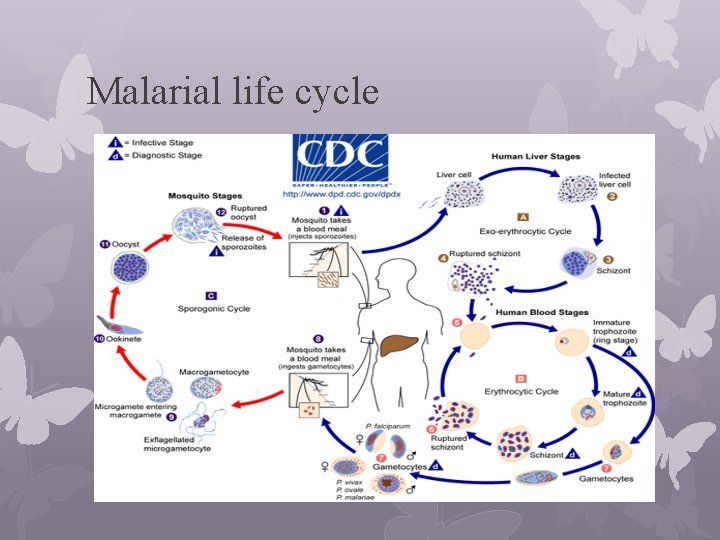Malarial life cycle 