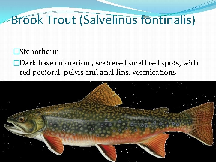 Brook Trout (Salvelinus fontinalis) �Stenotherm �Dark base coloration , scattered small red spots, with