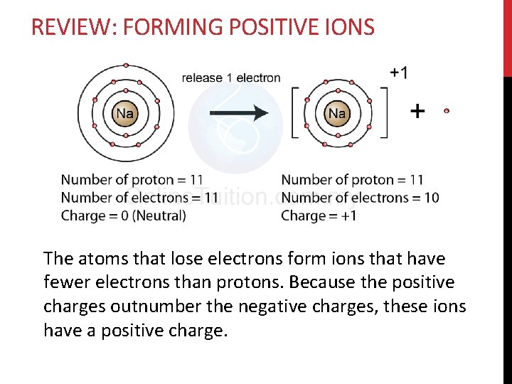 REVIEW: FORMING POSITIVE IONS The atoms that lose electrons form ions that have fewer