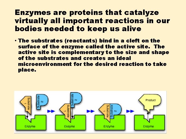 Enzymes are proteins that catalyze virtually all important reactions in our bodies needed to