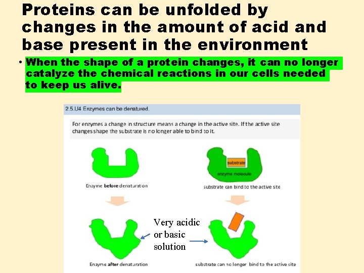 Proteins can be unfolded by changes in the amount of acid and base present