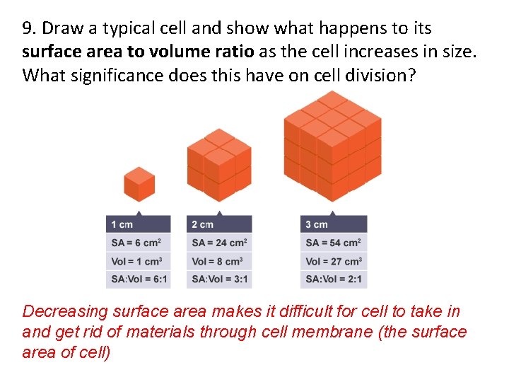 9. Draw a typical cell and show what happens to its surface area to