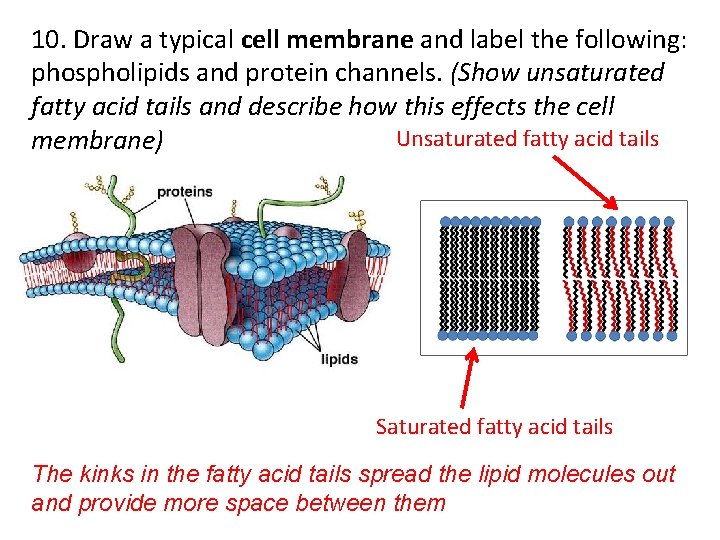 10. Draw a typical cell membrane and label the following: phospholipids and protein channels.