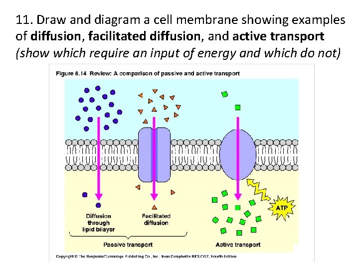 11. Draw and diagram a cell membrane showing examples of diffusion, facilitated diffusion, and