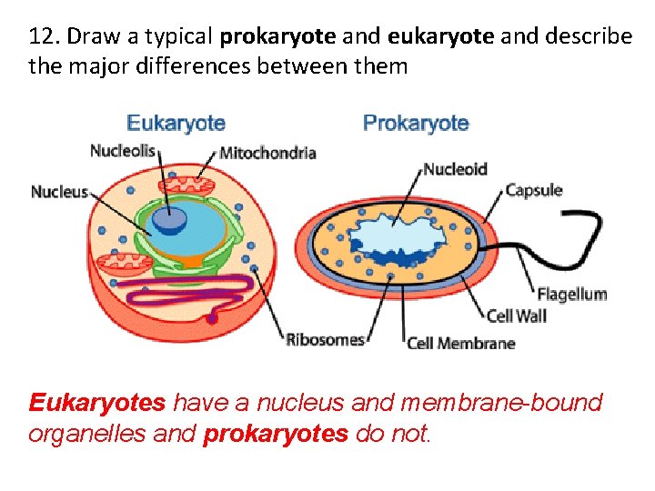 12. Draw a typical prokaryote and eukaryote and describe the major differences between them