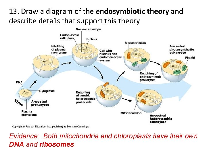 13. Draw a diagram of the endosymbiotic theory and describe details that support this