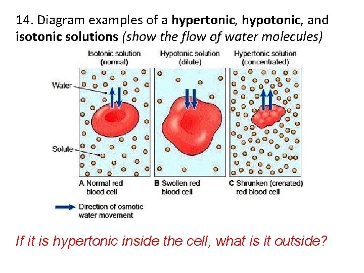 14. Diagram examples of a hypertonic, hypotonic, and isotonic solutions (show the flow of