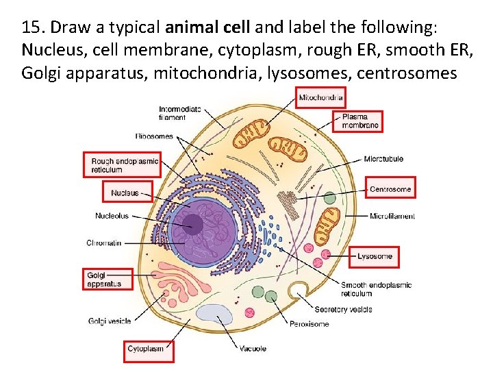 15. Draw a typical animal cell and label the following: Nucleus, cell membrane, cytoplasm,