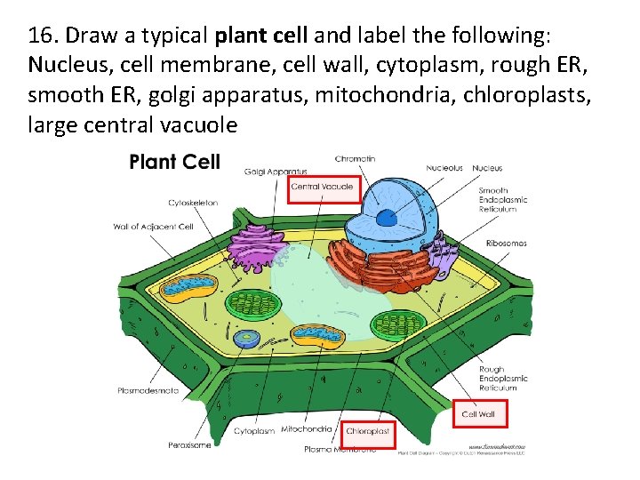 16. Draw a typical plant cell and label the following: Nucleus, cell membrane, cell