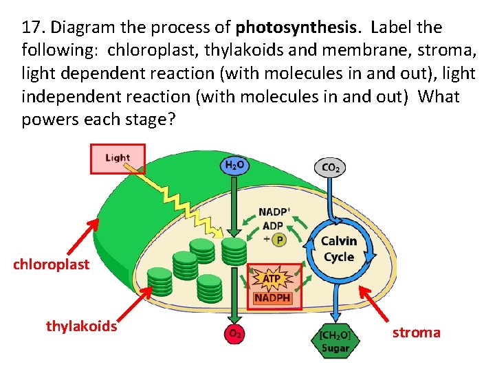 17. Diagram the process of photosynthesis. Label the following: chloroplast, thylakoids and membrane, stroma,