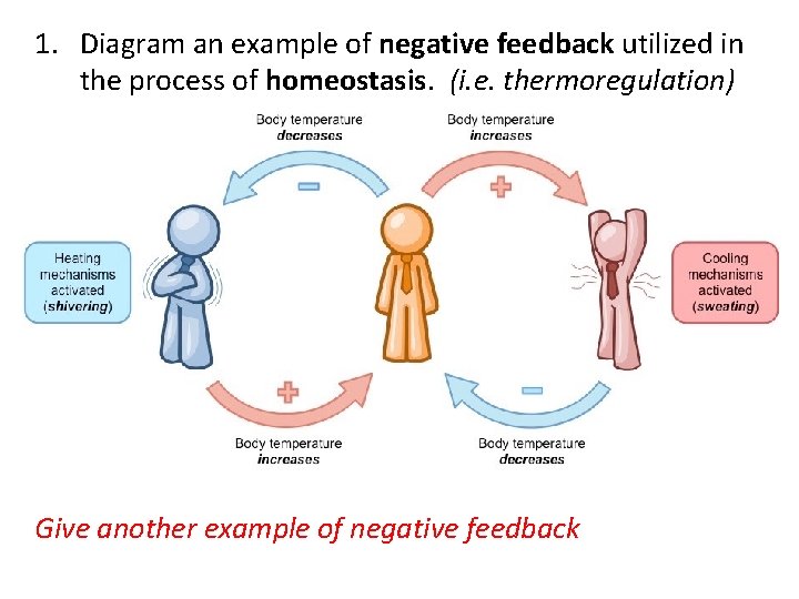 1. Diagram an example of negative feedback utilized in the process of homeostasis. (i.