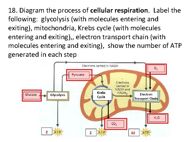 18. Diagram the process of cellular respiration. Label the following: glycolysis (with molecules entering