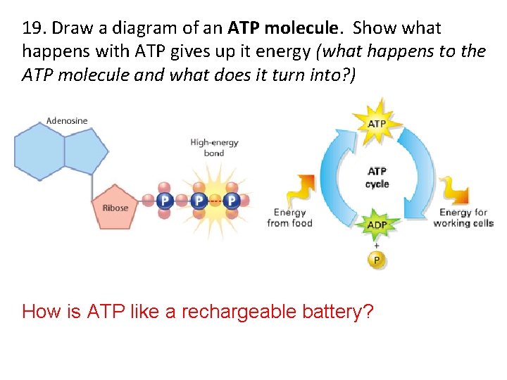 19. Draw a diagram of an ATP molecule. Show what happens with ATP gives