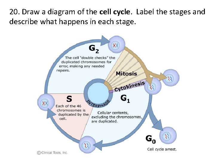 20. Draw a diagram of the cell cycle. Label the stages and describe what