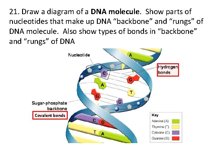 21. Draw a diagram of a DNA molecule. Show parts of nucleotides that make