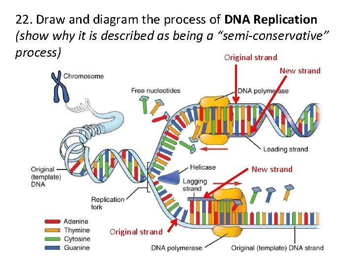 22. Draw and diagram the process of DNA Replication (show why it is described