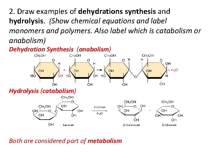 2. Draw examples of dehydrations synthesis and hydrolysis. (Show chemical equations and label monomers