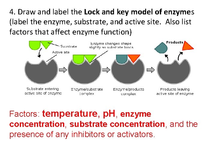 4. Draw and label the Lock and key model of enzymes (label the enzyme,