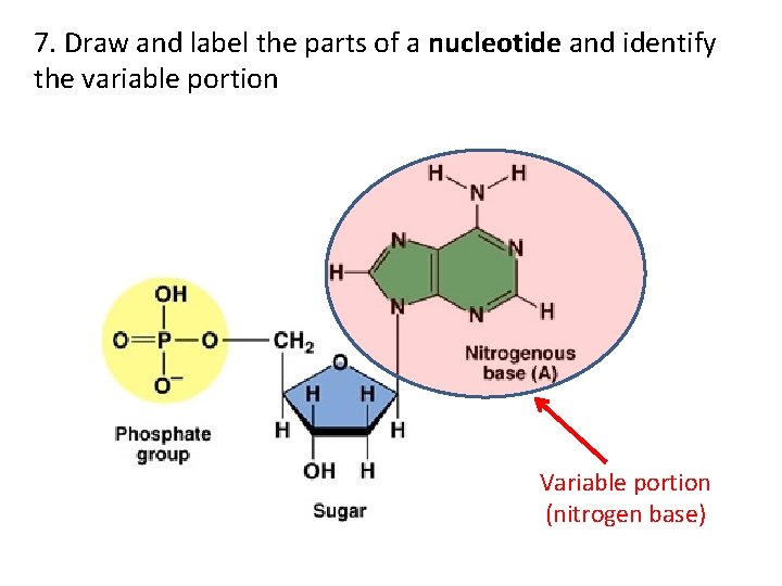 7. Draw and label the parts of a nucleotide and identify the variable portion
