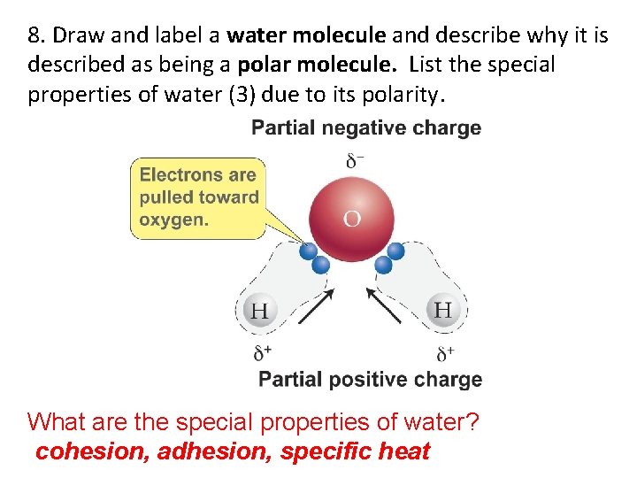 8. Draw and label a water molecule and describe why it is described as