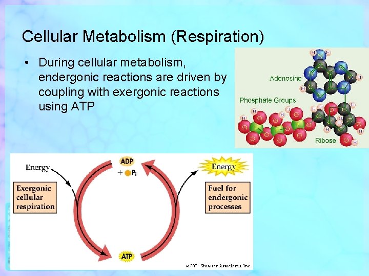 Cellular Metabolism (Respiration) • During cellular metabolism, endergonic reactions are driven by coupling with
