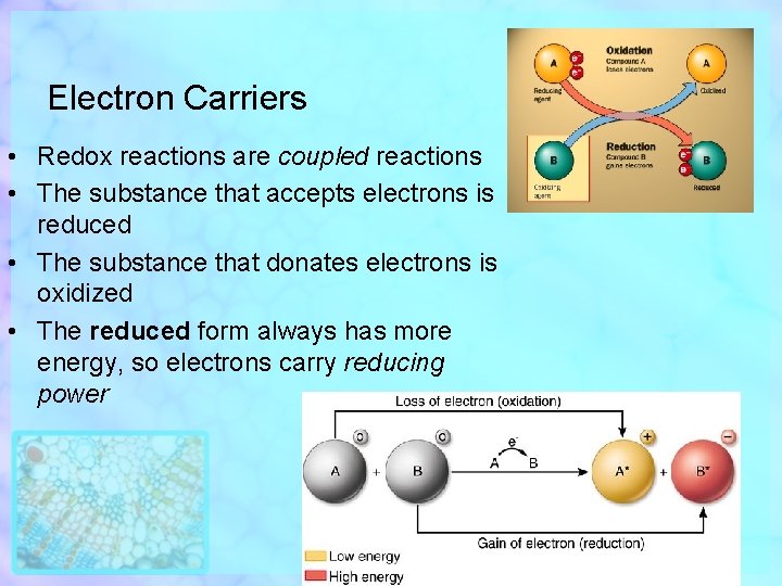 Electron Carriers • Redox reactions are coupled reactions • The substance that accepts electrons