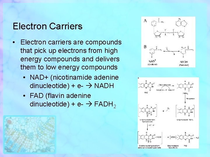 Electron Carriers • Electron carriers are compounds that pick up electrons from high energy