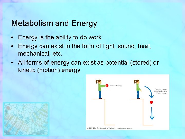 Metabolism and Energy • Energy is the ability to do work • Energy can