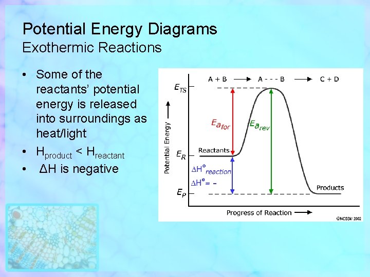 Potential Energy Diagrams Exothermic Reactions • Some of the reactants’ potential energy is released
