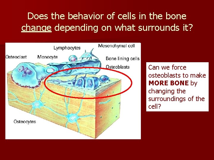 Does the behavior of cells in the bone change depending on what surrounds it?