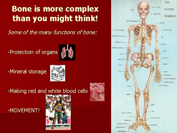 Bone is more complex than you might think! Some of the many functions of