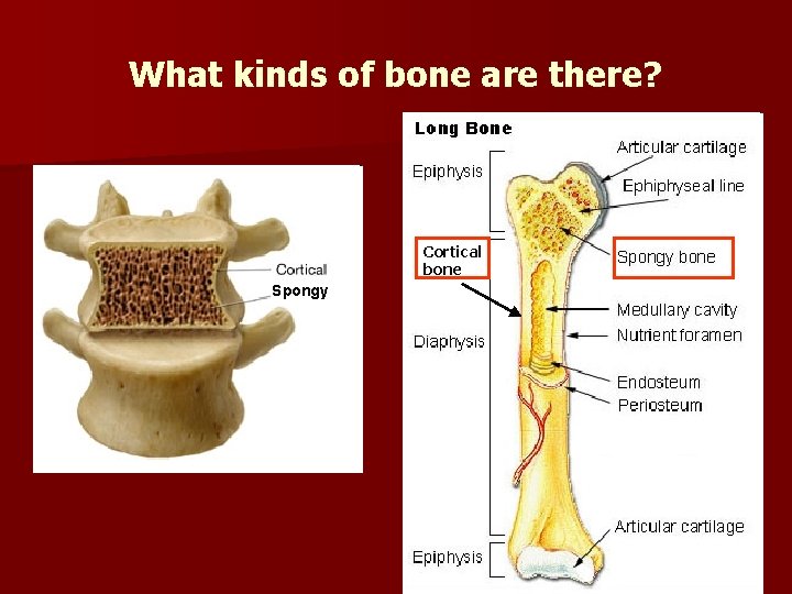 What kinds of bone are there? Cortical bone Spongy 