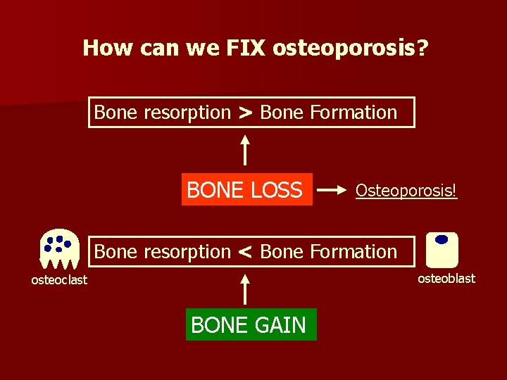 How can we FIX osteoporosis? Bone resorption > Bone Formation BONE LOSS Osteoporosis! Bone