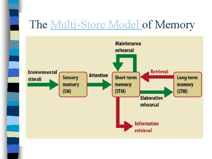 The Multi-Store Model of Memory 