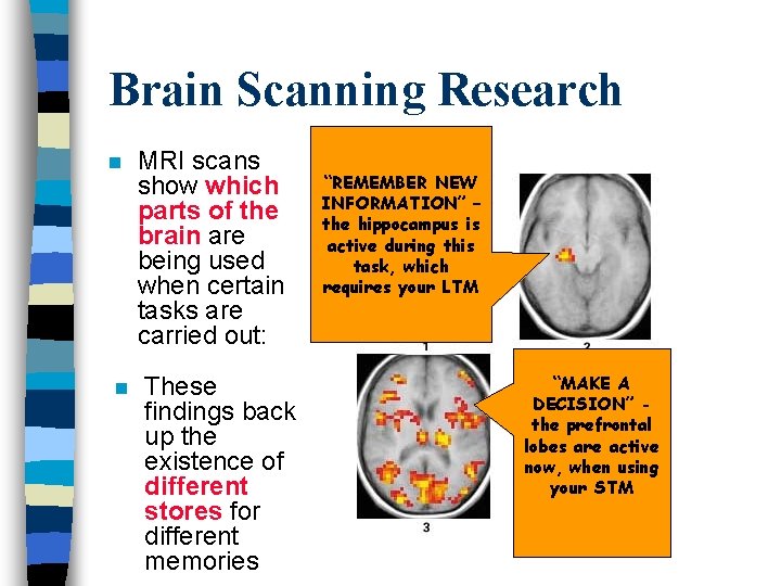 Brain Scanning Research n n MRI scans show which parts of the brain are