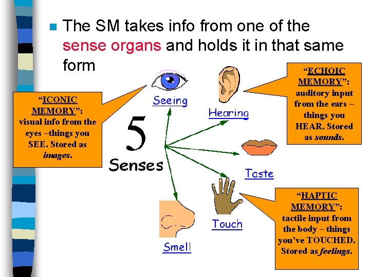 n The SM takes info from one of the sense organs and holds it