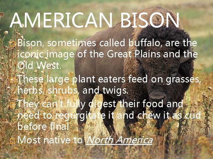 AMERICAN BISON � Bison, sometimes called buffalo, are the iconic image of the Great