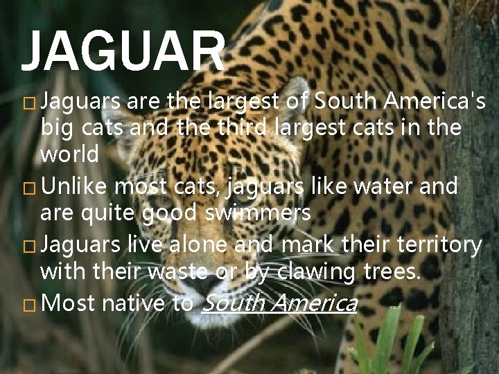 JAGUAR � Jaguars are the largest of South America's big cats and the third