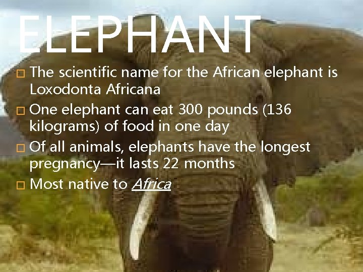 ELEPHANT The scientific name for the African elephant is Loxodonta Africana � One elephant