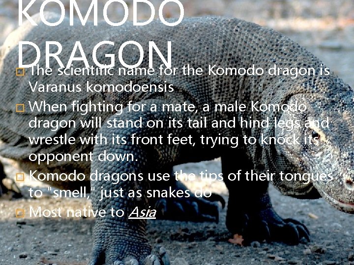 KOMODO DRAGON The scientific name for the Komodo dragon is Varanus komodoensis � When