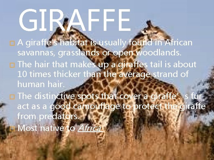 GIRAFFE A giraffe's habitat is usually found in African savannas, grasslands or open woodlands.