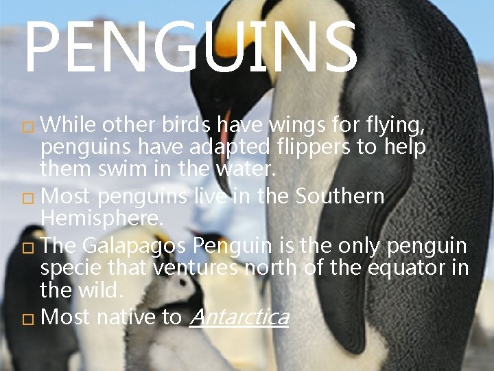 PENGUINS � While other birds have wings for flying, penguins have adapted flippers to