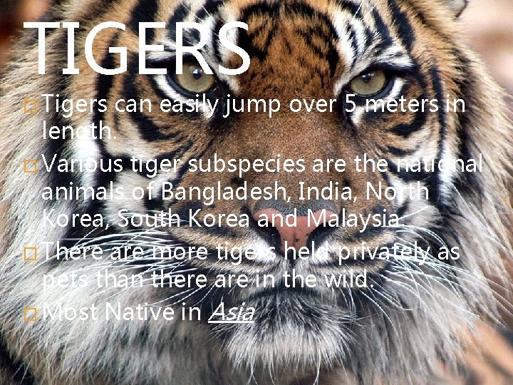 TIGERS � Tigers can easily jump over 5 meters in length. � Various tiger