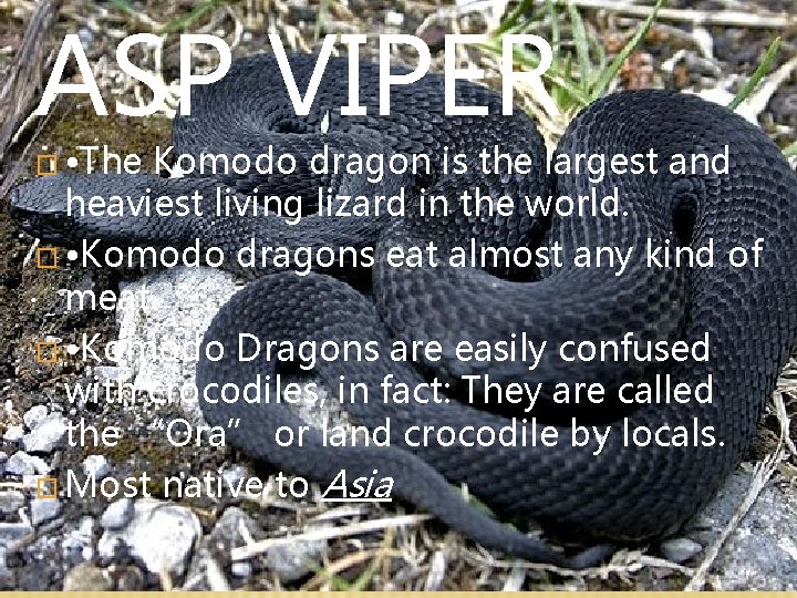 ASP VIPER � • The Komodo dragon is the largest and heaviest living lizard