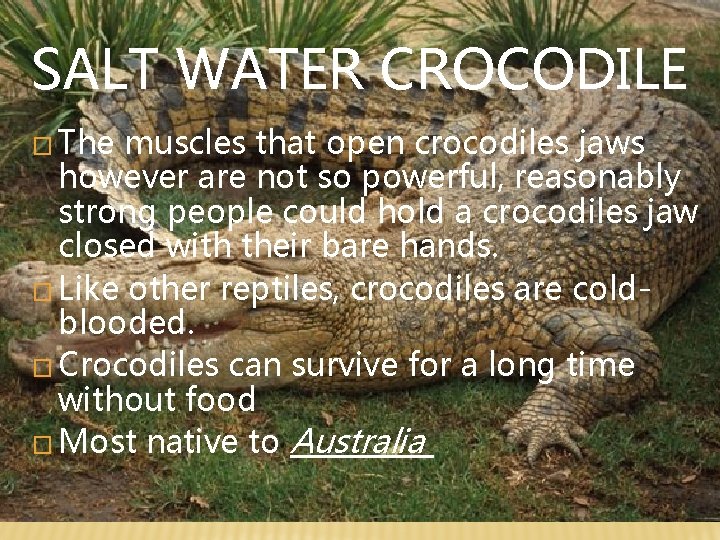 SALT WATER CROCODILE � The muscles that open crocodiles jaws however are not so