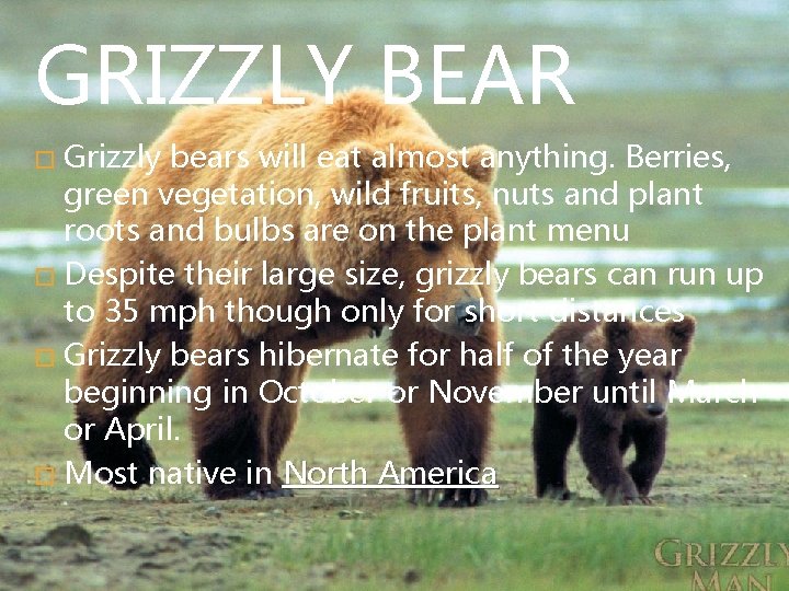 GRIZZLY BEAR Grizzly bears will eat almost anything. Berries, green vegetation, wild fruits, nuts