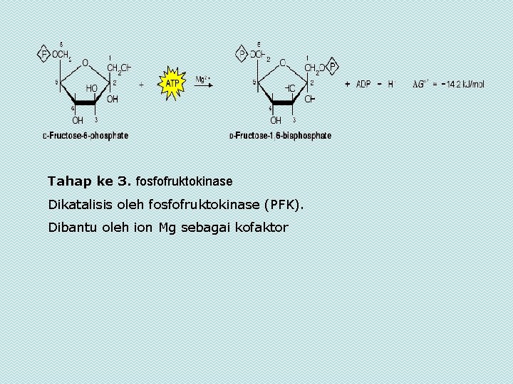 Tahap ke 3. fosfofruktokinase Dikatalisis oleh fosfofruktokinase (PFK). Dibantu oleh ion Mg sebagai kofaktor