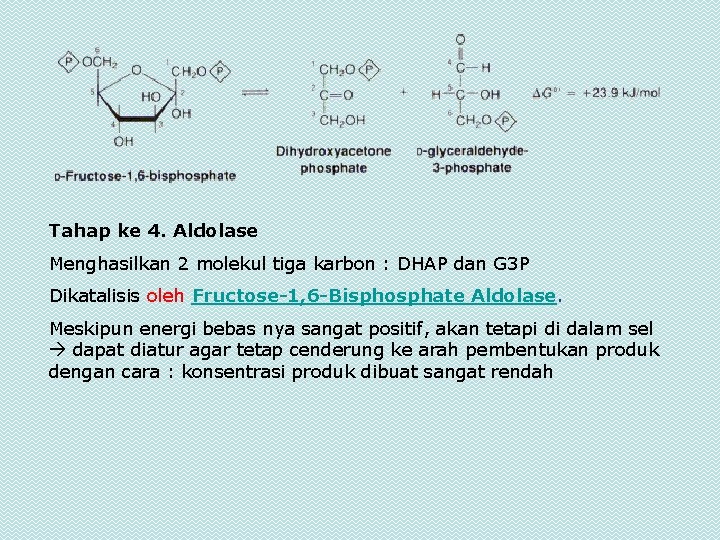 Tahap ke 4. Aldolase Menghasilkan 2 molekul tiga karbon : DHAP dan G 3