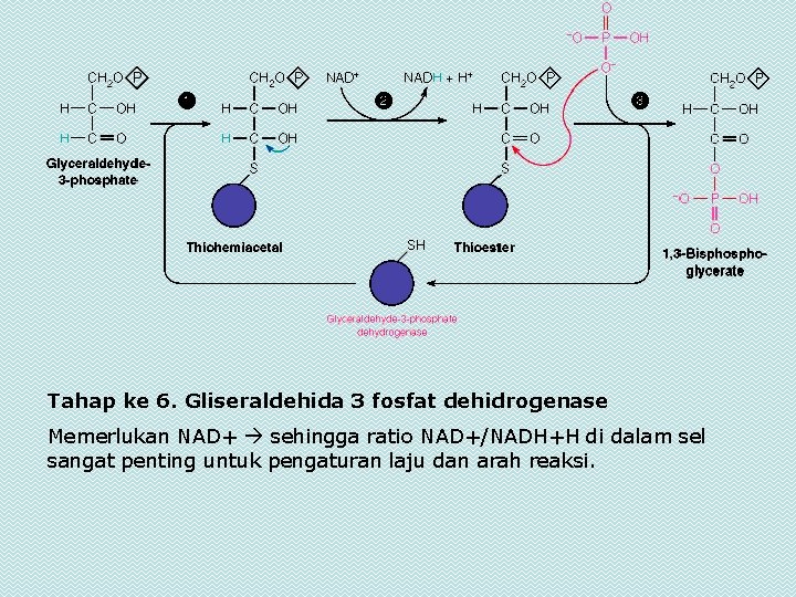 Tahap ke 6. Gliseraldehida 3 fosfat dehidrogenase Memerlukan NAD+ sehingga ratio NAD+/NADH+H di dalam